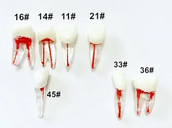 7X Zobu Modelis Zobu Endo Failus Praktizēt Molārā Augšējās Apakšējās Zobu Saknes Premolar